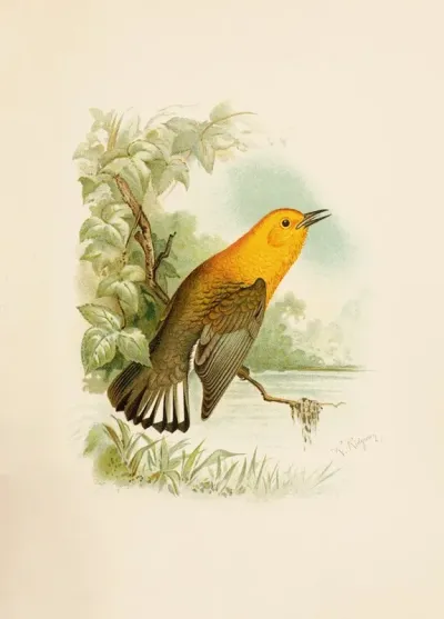 Die Nordamerikanische Vogelwelt Pl11