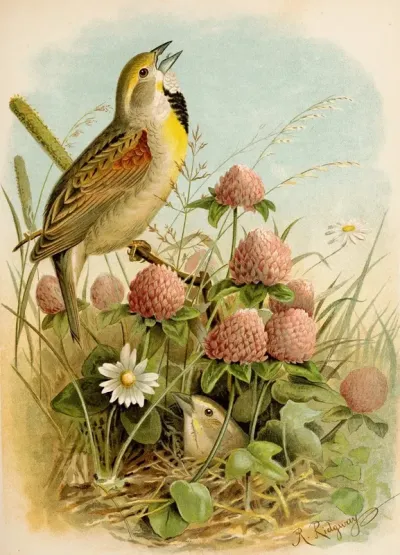 Die Nordamerikanische Vogelwelt Pl29