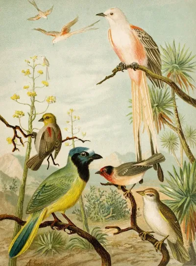 Die Nordamerikanische Vogelwelt Pl32