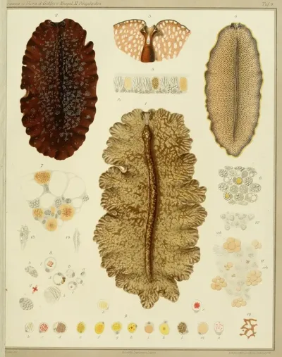 Die Polycladen Des Golfes Von Neapel Und Der Angrenzenden Meeres Abschnitte Pl10