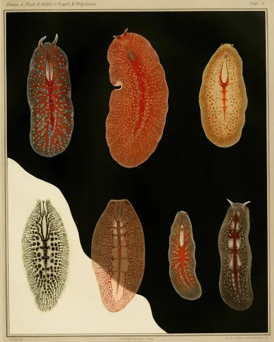 Die Polycladen Des Golfes Von Neapel Und Der Angrenzenden Meeres Abschnitte Pl8