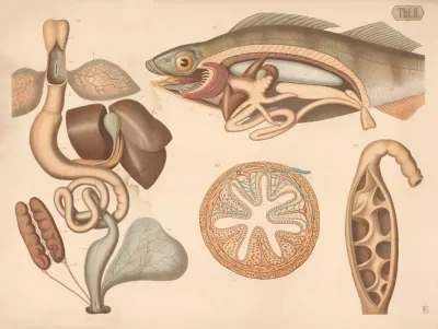 Digestive Organs From Frog And Perch