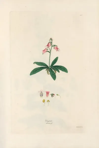 Digitalium Monographia Pl 06