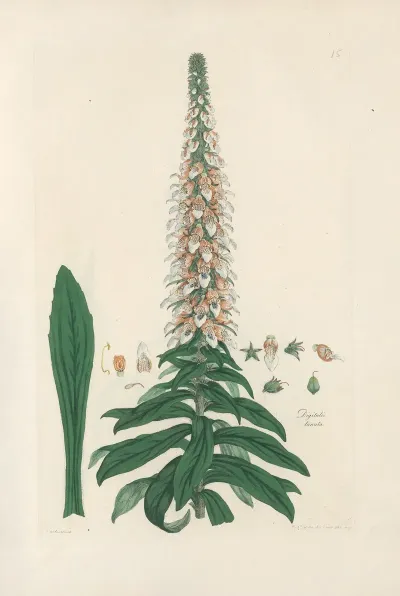 Digitalium Monographia Pl 15