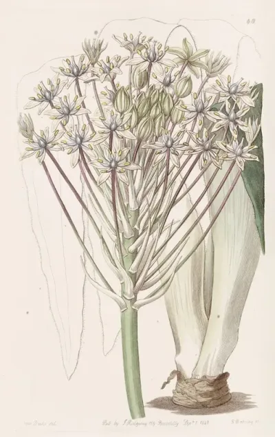 Dingy Flowered Peruvian Squill