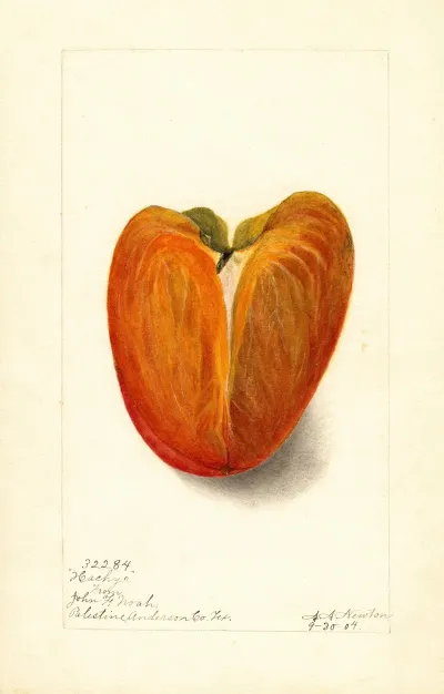 Diospyros Hachiya 2