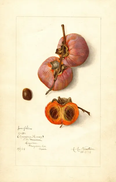 Diospyros Josephine