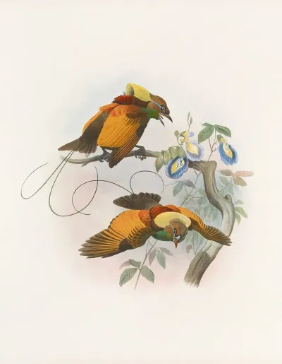 Diphyllodes Chrysoptera