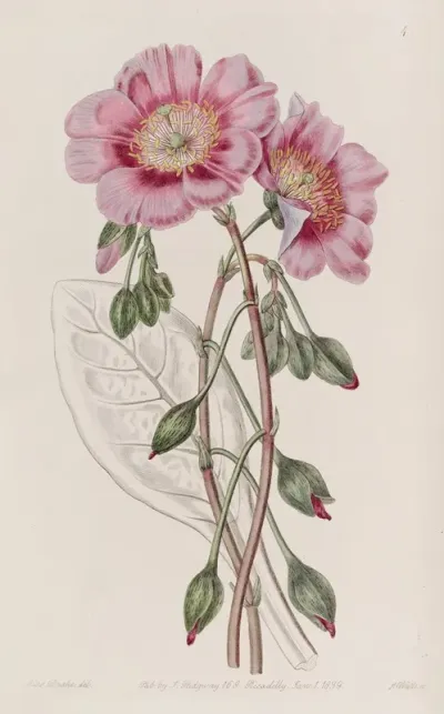 Discoloured Calandrinia