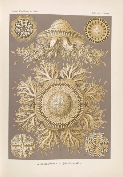 Discomedusae Scheibenquallen 3