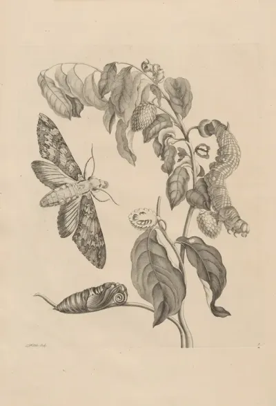 Dissertatio De Generatione Et Metamorphosibus Insectorum Surinamensium Pl 03