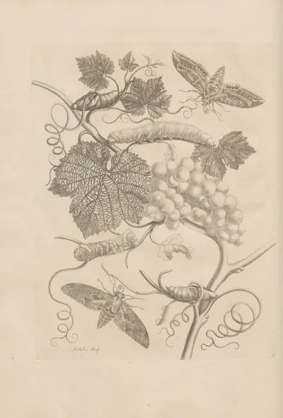 Dissertatio De Generatione Et Metamorphosibus Insectorum Surinamensium Pl 47