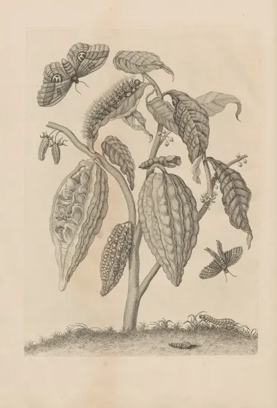 Dissertatio De Generatione Et Metamorphosibus Insectorum Surinamensium Pl 63