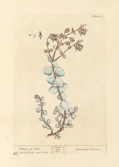 Dittany Of Creet