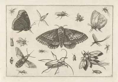 Diversae Insectarum Volatilium Pl 03