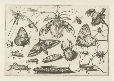 Diversae Insectarum Volatilium Pl 08