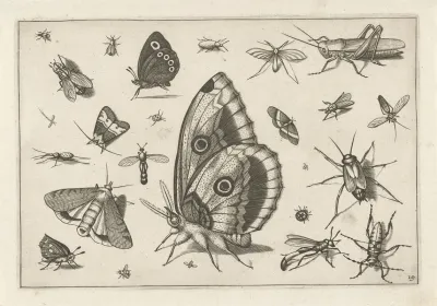 Diversae Insectarum Volatilium Pl 15