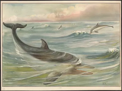 Dolphin 2