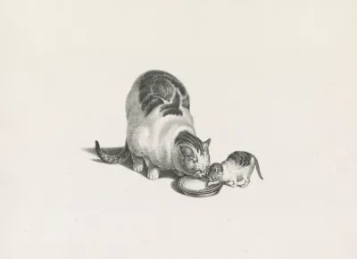 Domestic Cat And Kitten Drinking Milk From A Saucer