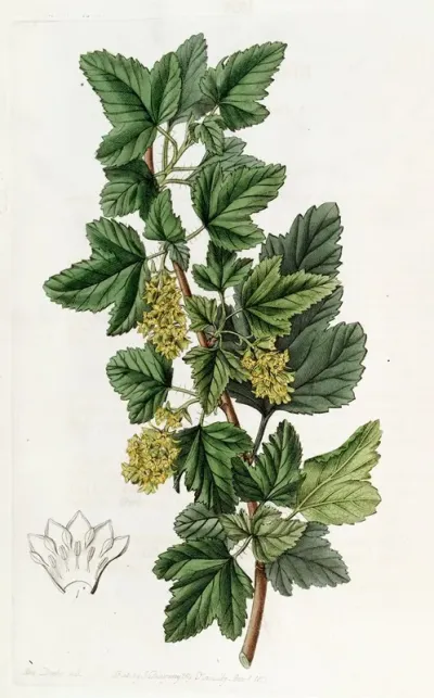 Dotted Currant 2