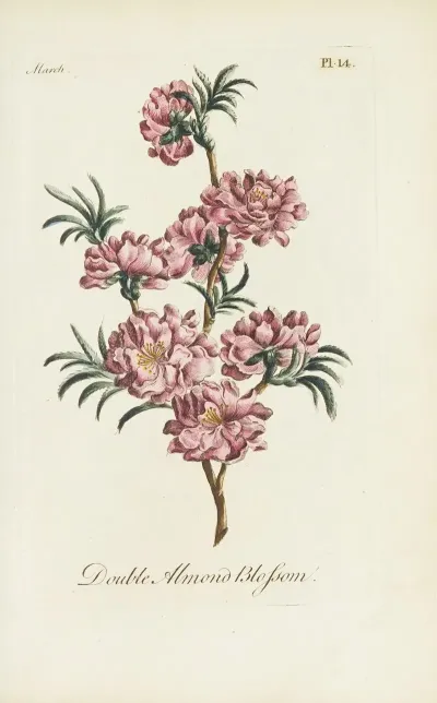 Double Almond Blossom