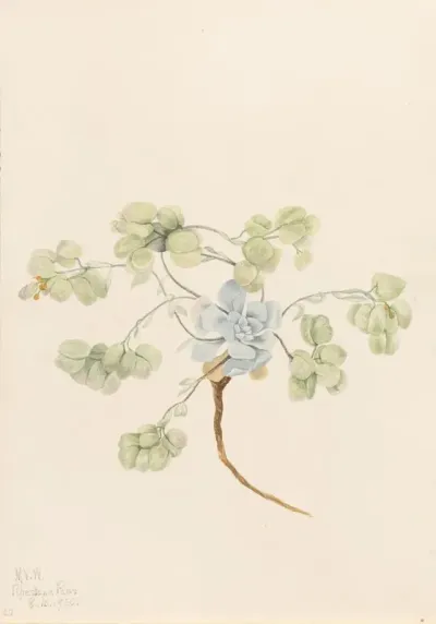 Double Bladderpod Physaria Didymocarpa 2