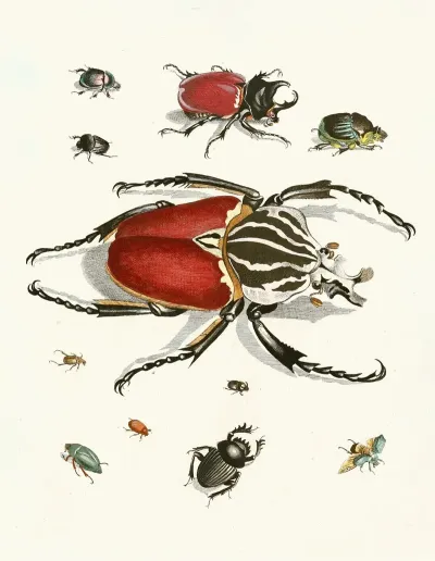 Dr Sulzers Short History Of Insects Pl 01