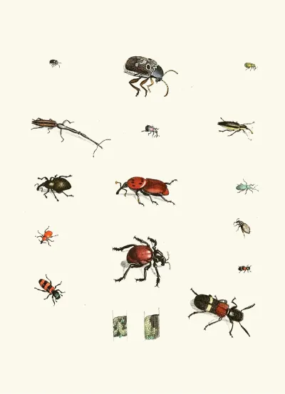 Dr Sulzers Short History Of Insects Pl 04