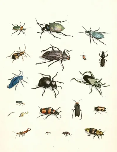 Dr Sulzers Short History Of Insects Pl 07