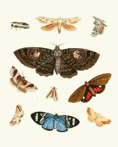 Dr Sulzers Short History Of Insects Pl 21