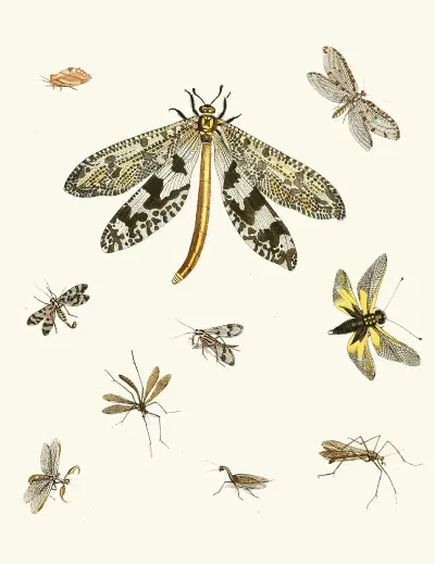 Dr Sulzers Short History Of Insects Pl 24