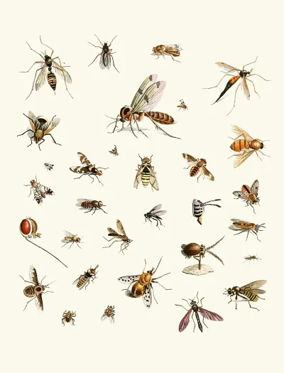 Dr Sulzers Short History Of Insects Pl 27