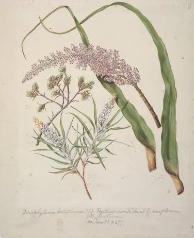 Dracophyllum Latifolium Neinei Dracophyllum Strictum Dracophyllum Uniflorumturpentine Scrub