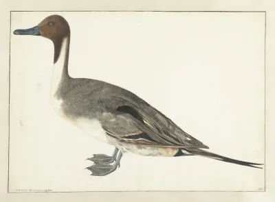 Drake Pintail