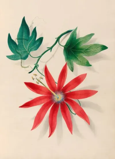 Drawings Of Tropical Flowers And Fruits From South America Pl 16