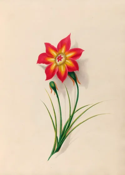 Drawings Of Tropical Flowers And Fruits From South America Pl 19