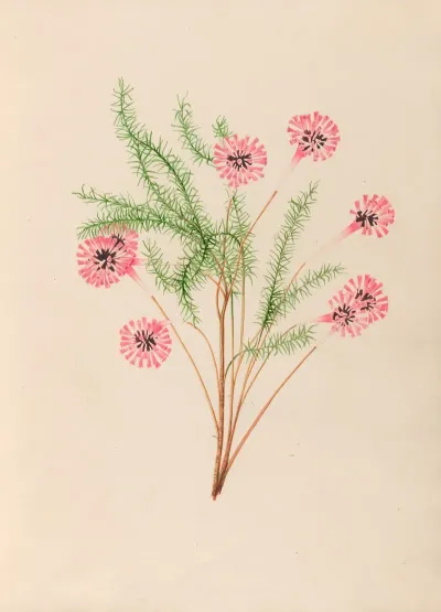 Drawings Of Tropical Flowers And Fruits From South America Pl 21