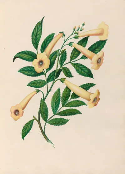 Drawings Of Tropical Flowers And Fruits From South America Pl 31