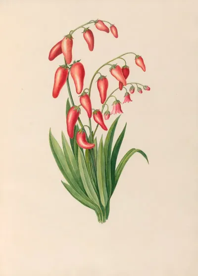 Drawings Of Tropical Flowers And Fruits From South America Pl 39
