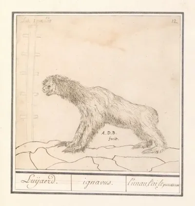 Drievingerige Luiaard Bradypus Luijaerd Ignavus Lunau Lai Le Paresseux