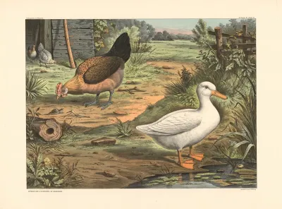 Duck And Hen