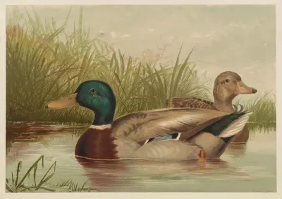 Ducks On Pond