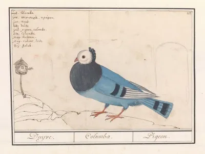 Duif Columbidae