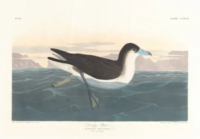 Dusky Petrel