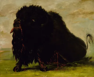 Dying Buffalo Shot With An Arrow