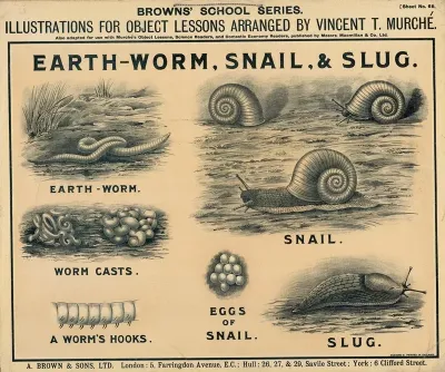Earth Worm Snail Slug