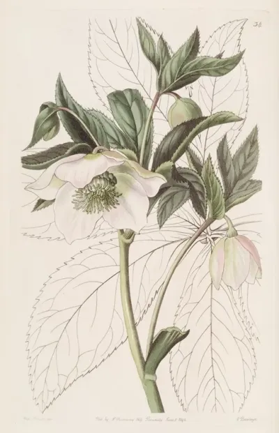 Eastern Hellebore