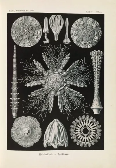 Echinidea Igelsterne
