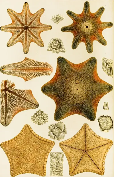 Echinodermata