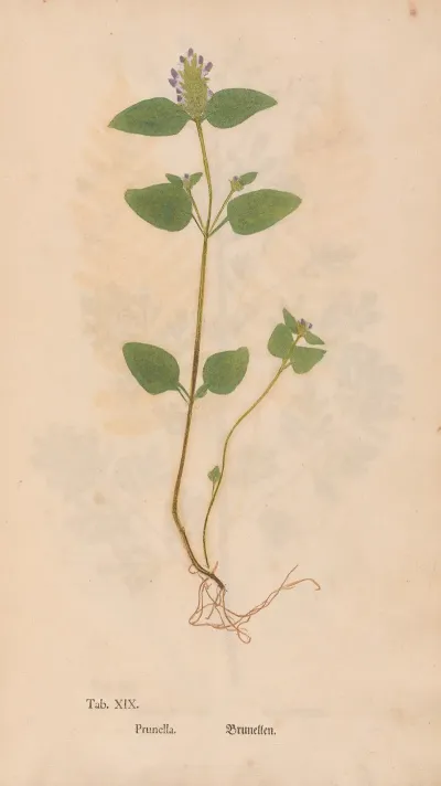 Ectypa Vegetabilium Pl 019